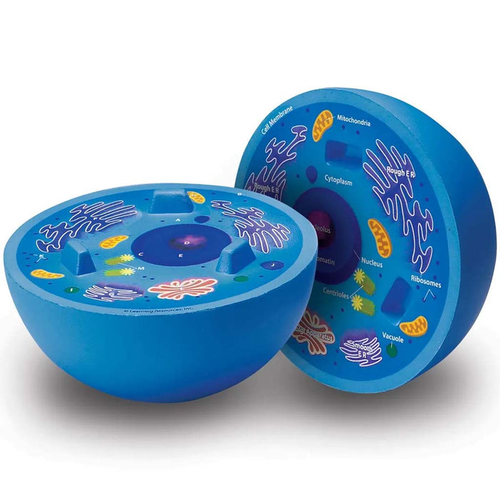 Cross-Section Animal Cell Model 
