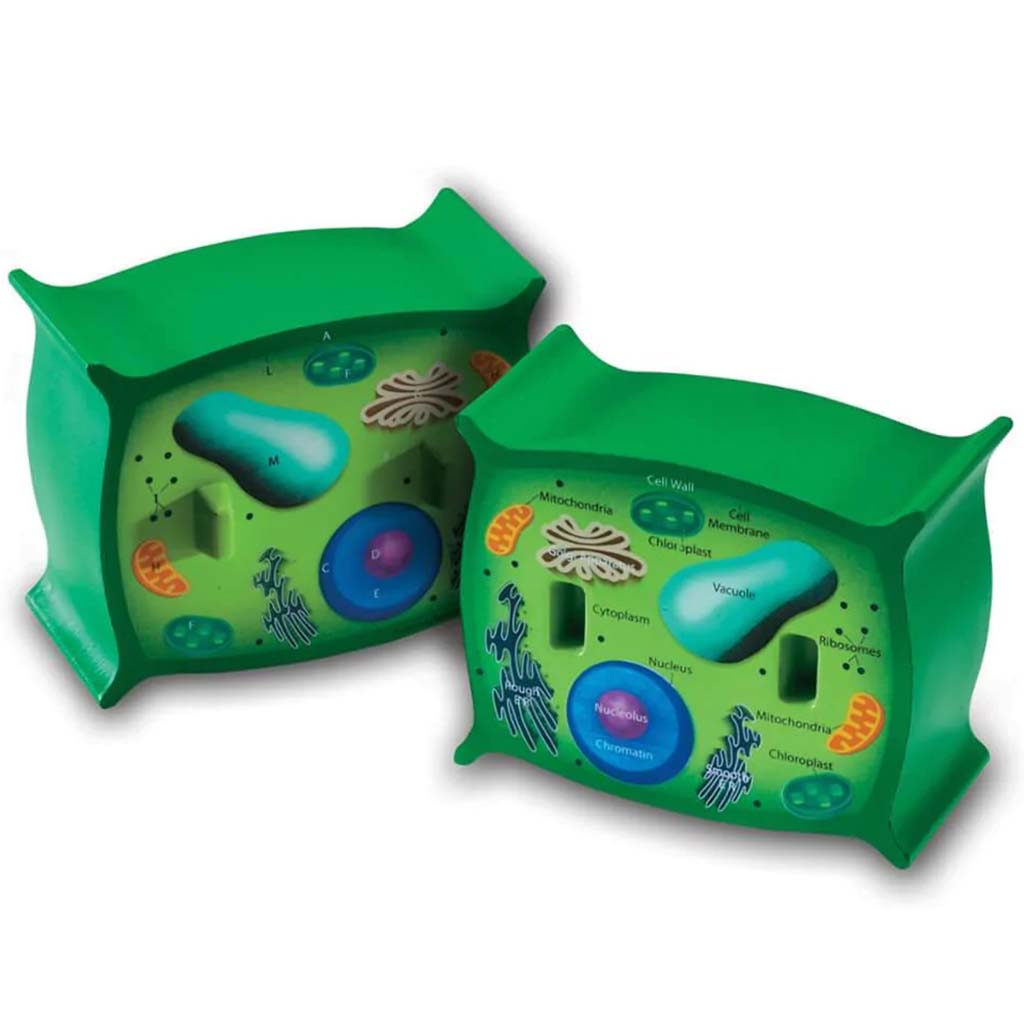 Cross-Section Plant Cell Model 