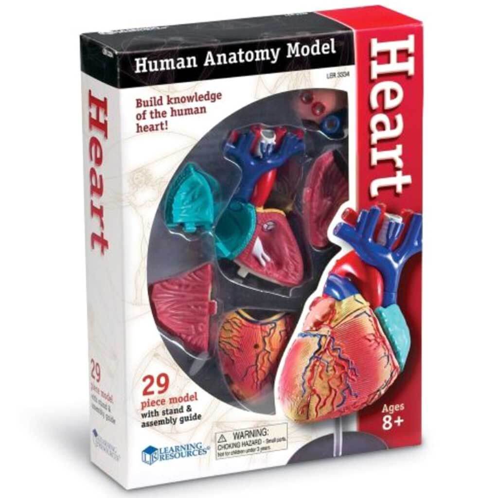 Human Anatomy Model Heart