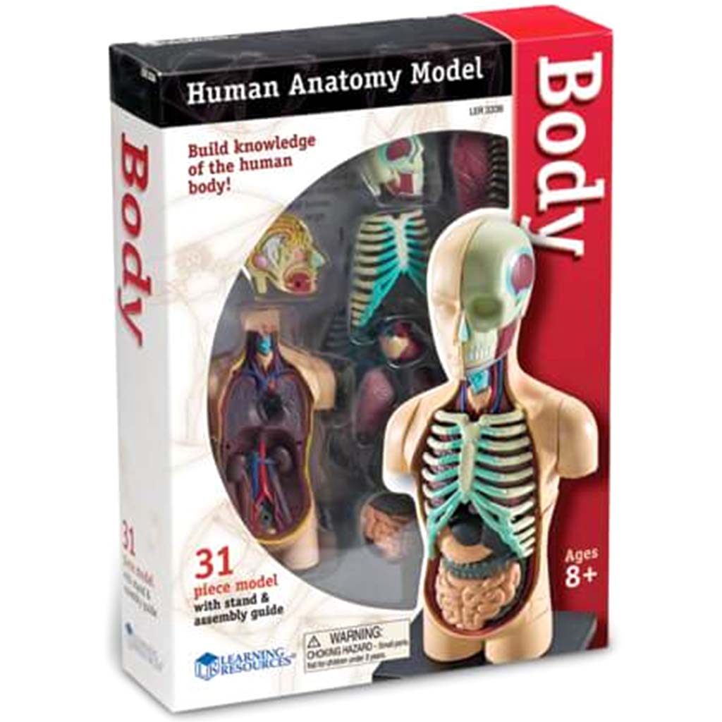 Human Anatomy Model Body 