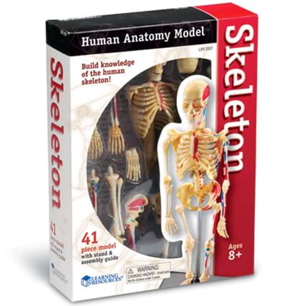 Human Anatomy Model Skeleton 