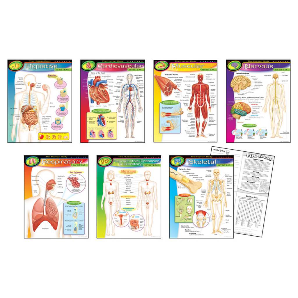 The Human Body Combo Learning Chart 