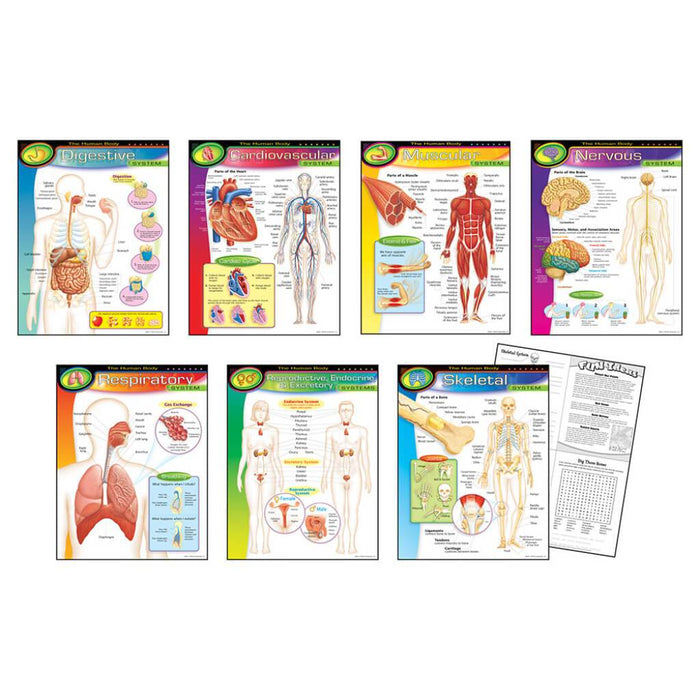 The Human Body Combo Learning Chart 