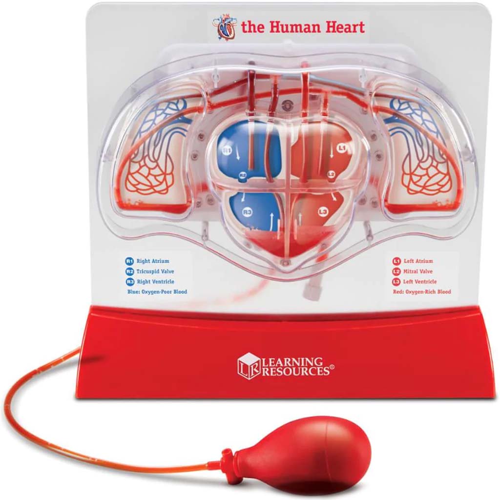 Pumping Heart Model 