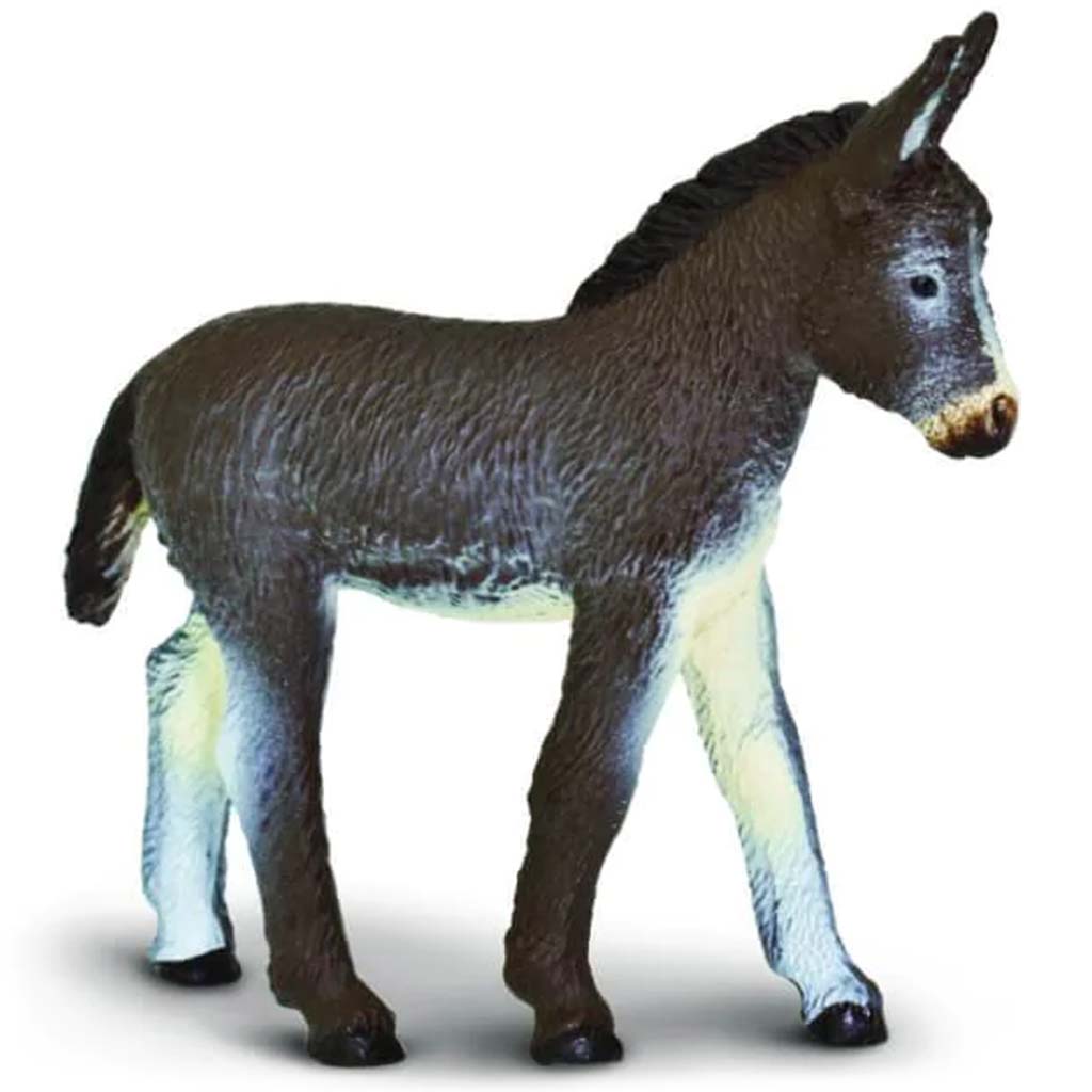 Donkey Foal 