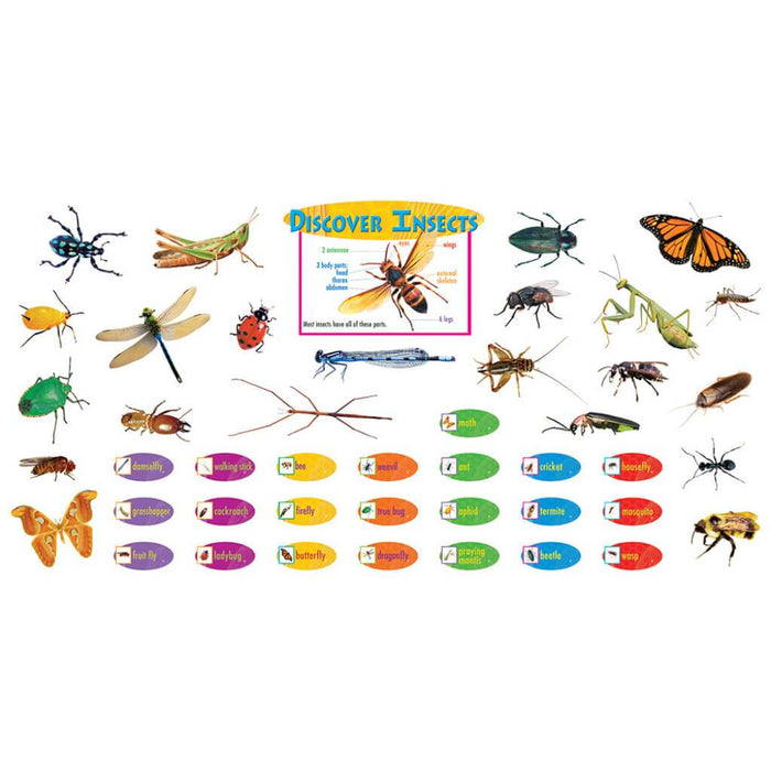 Mini Bulletin Board Discover Insects 
