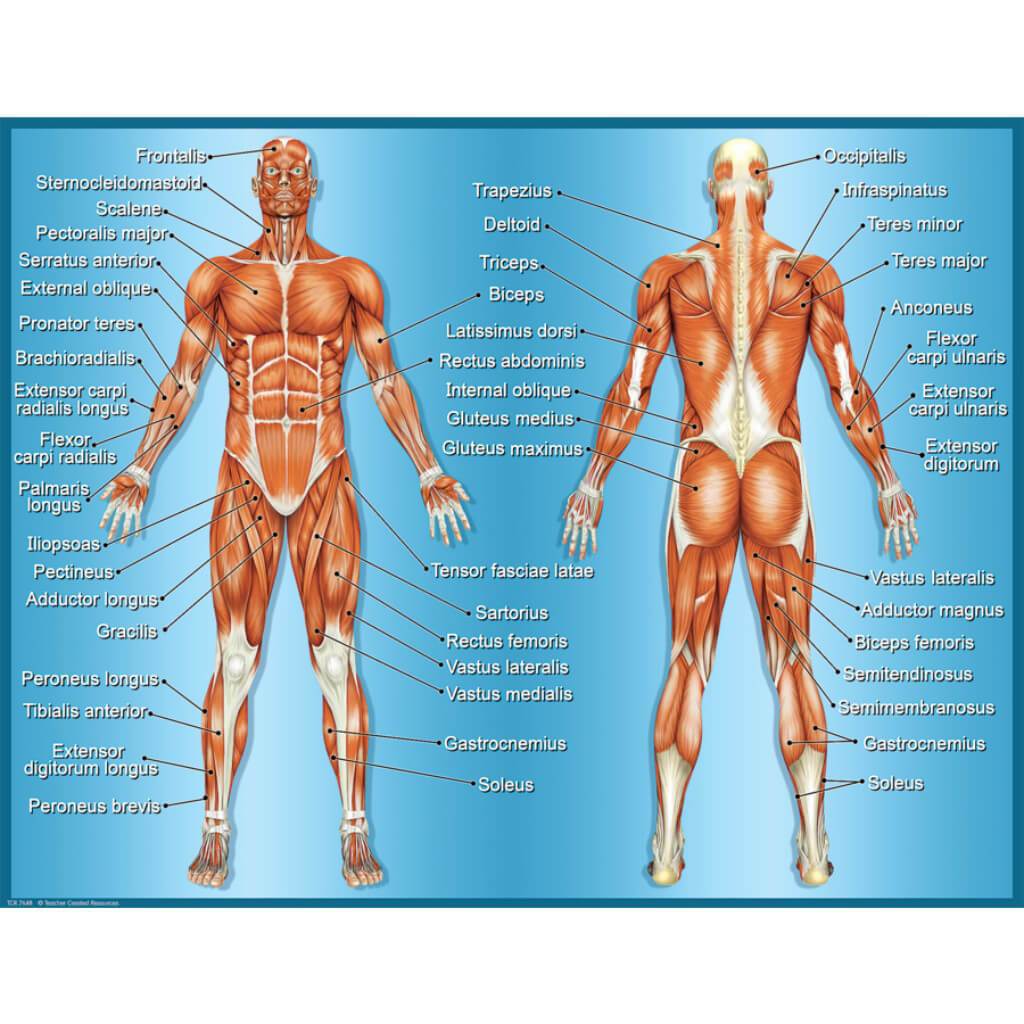 Muscles Chart 