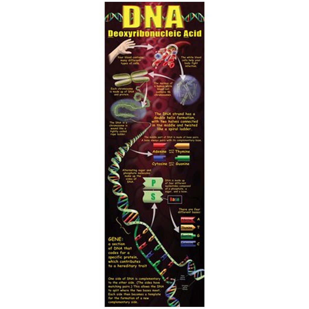 Dna Colossal Poster