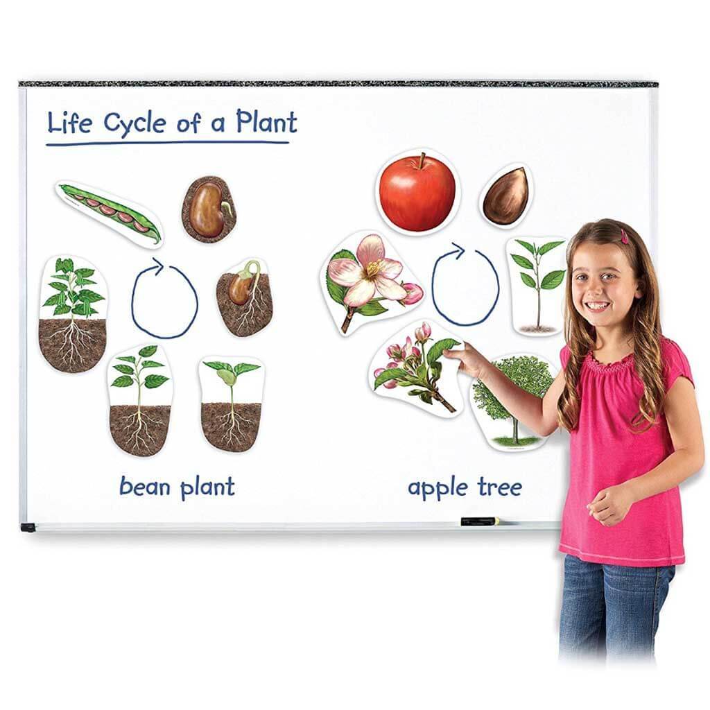 Giant Magnetic Plant Life Cycle