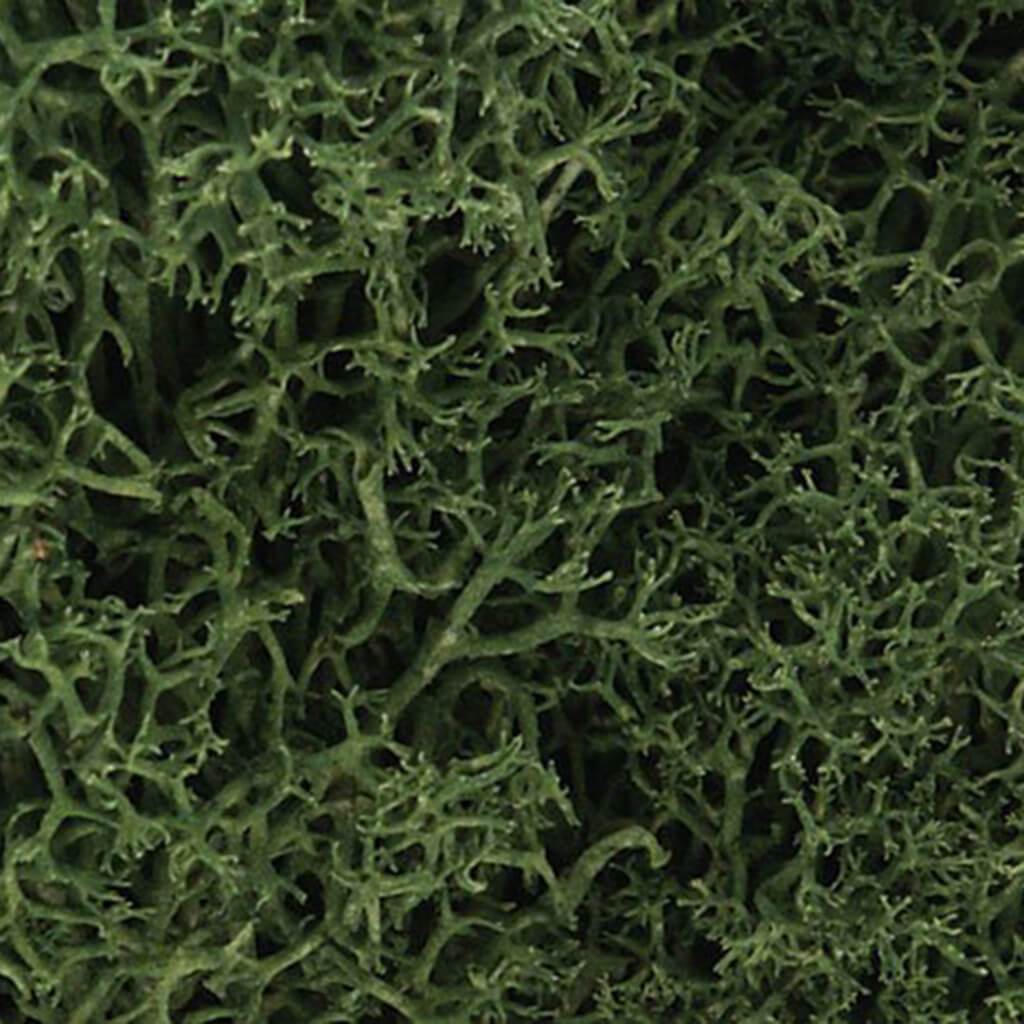 Lichen Medium Green 