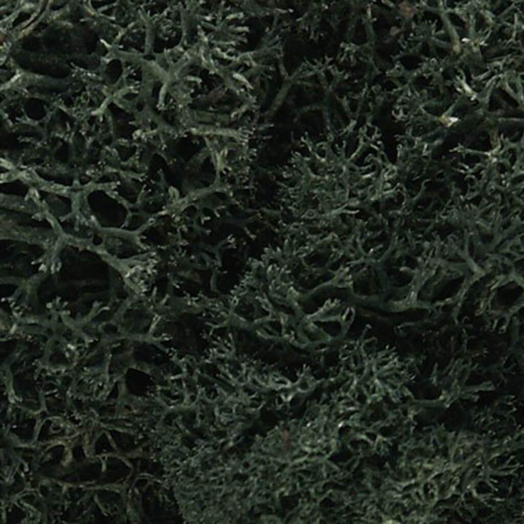 Lichen Dark Green 