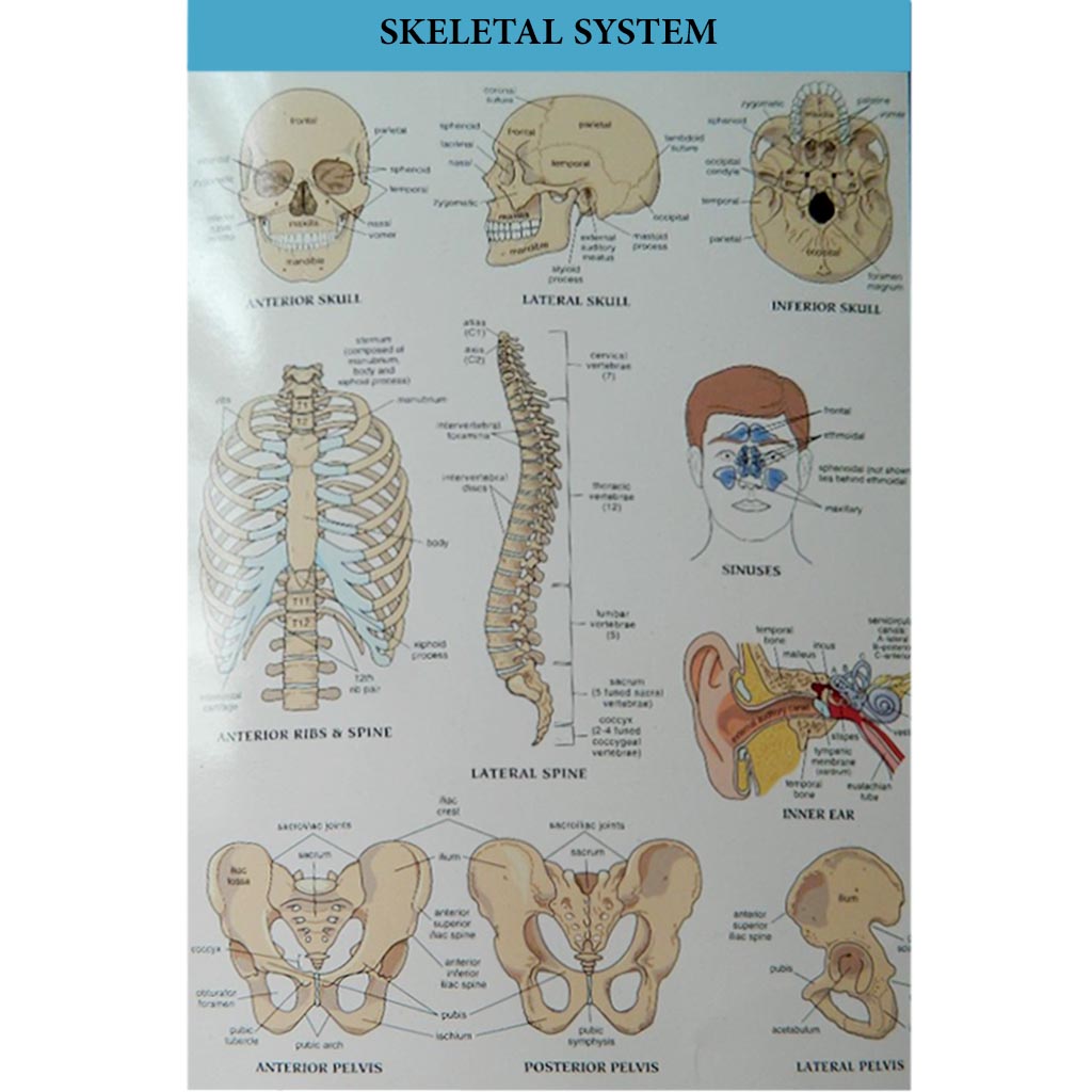 Skeletal System Chart