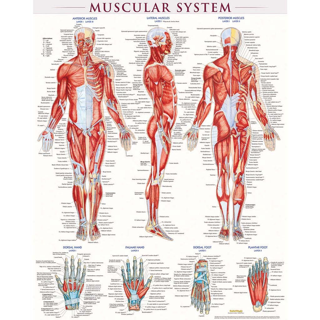 Muscular System Chart