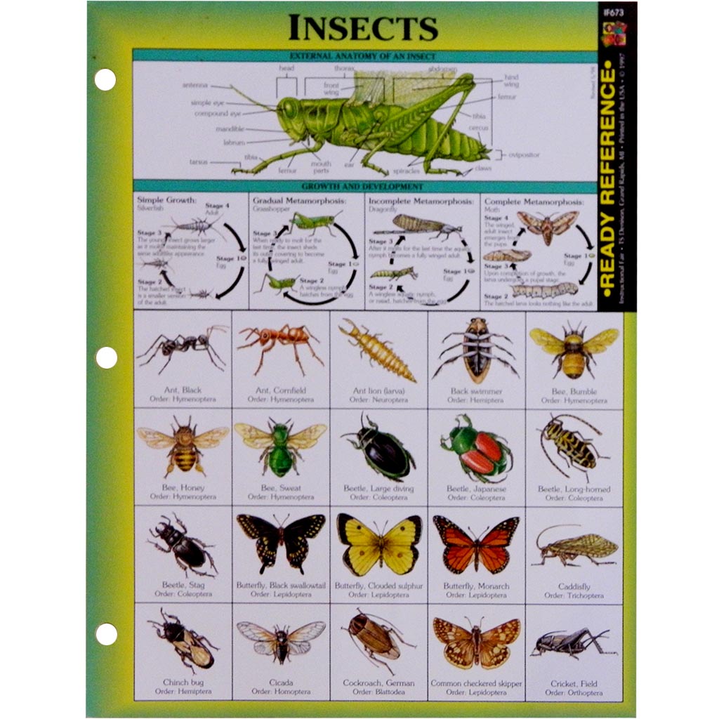 Chart Insects