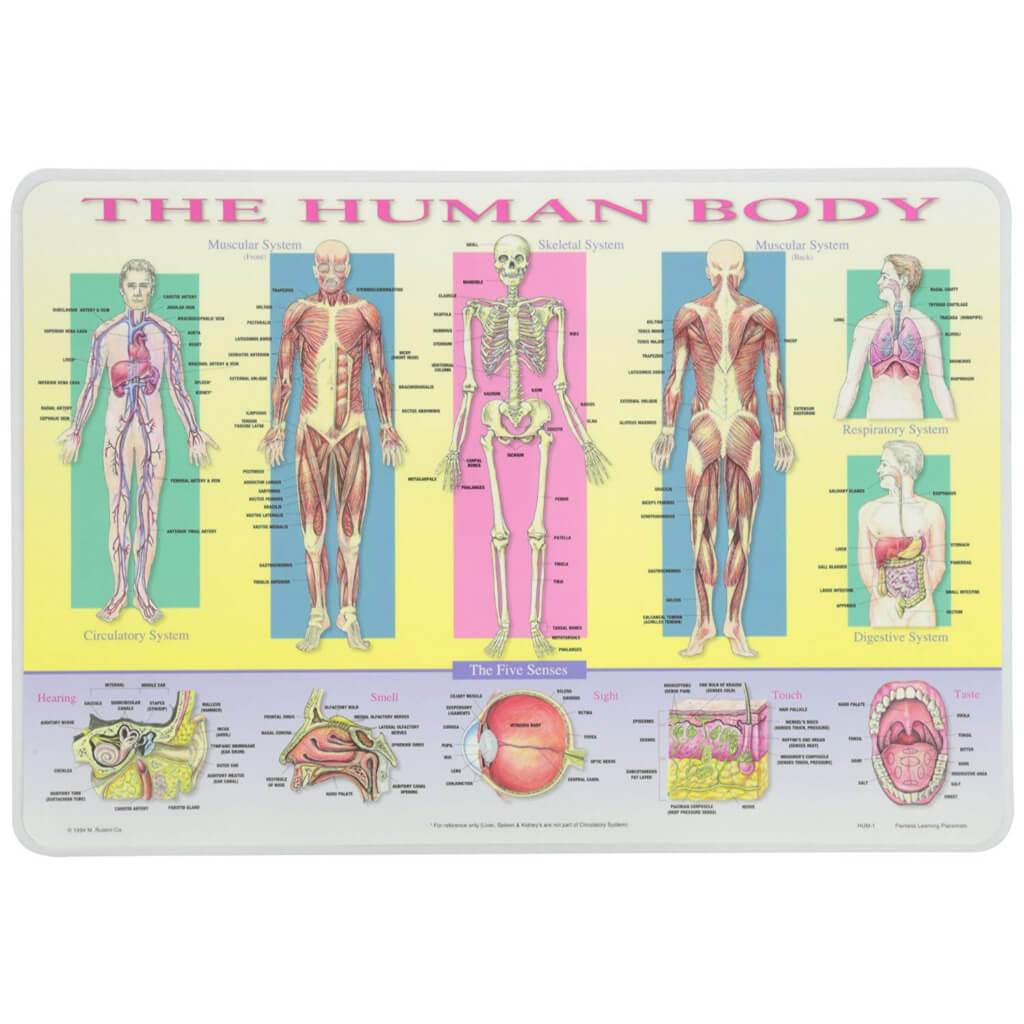 Human Body Placemat 