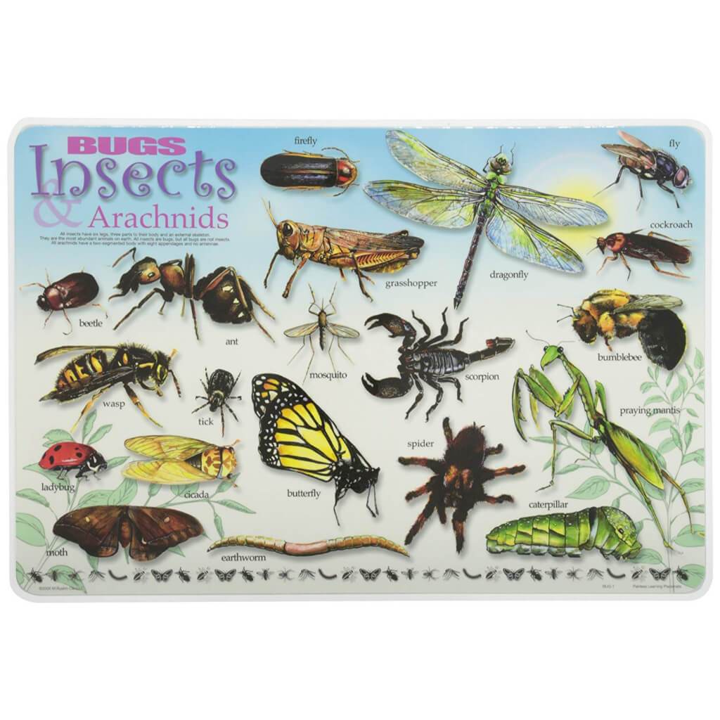 Bug Insect Placemat 