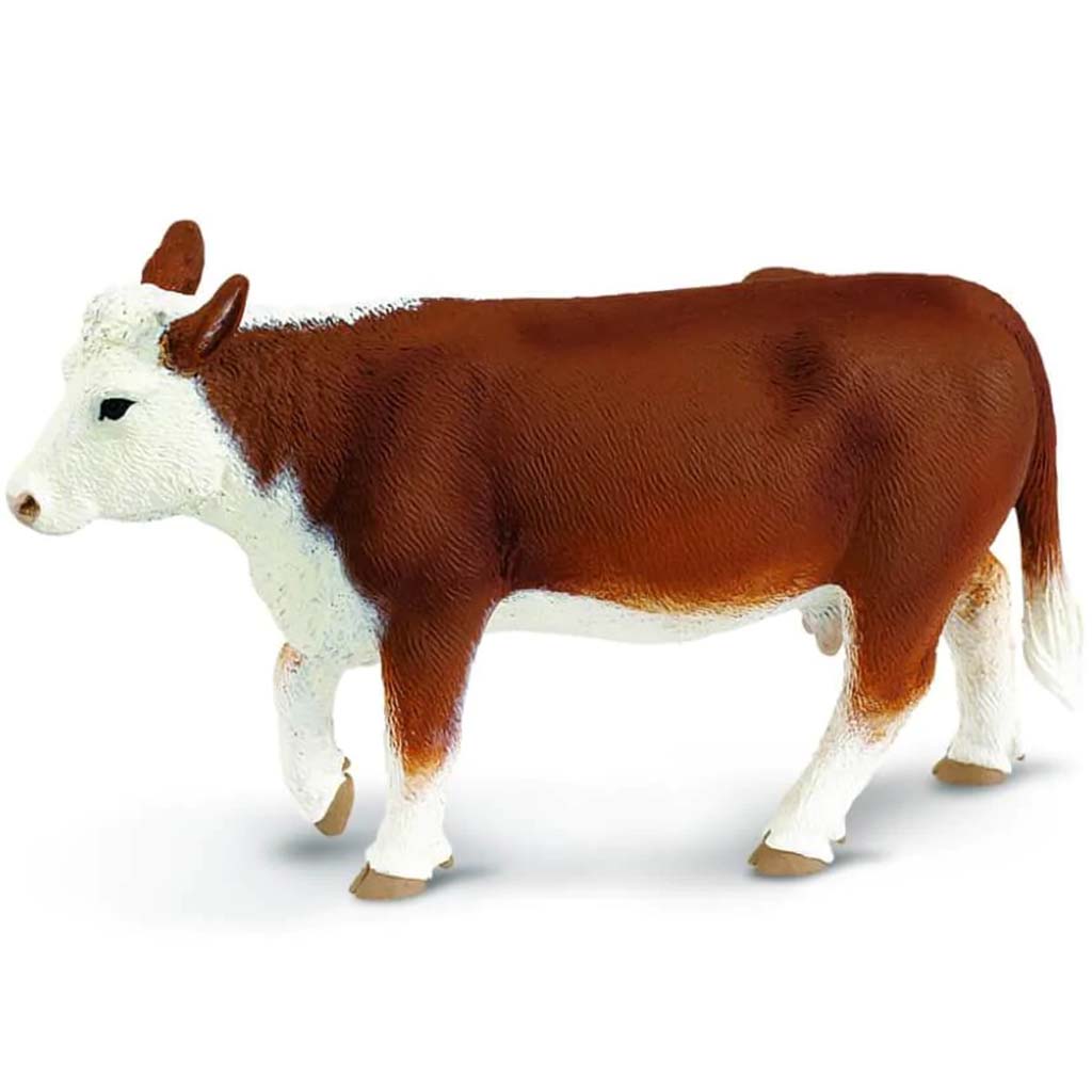 Hereford Cow 