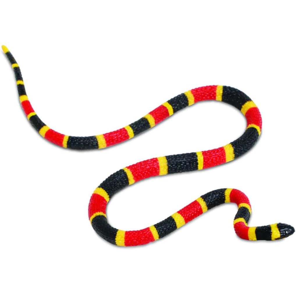 Coral Snake Baby 