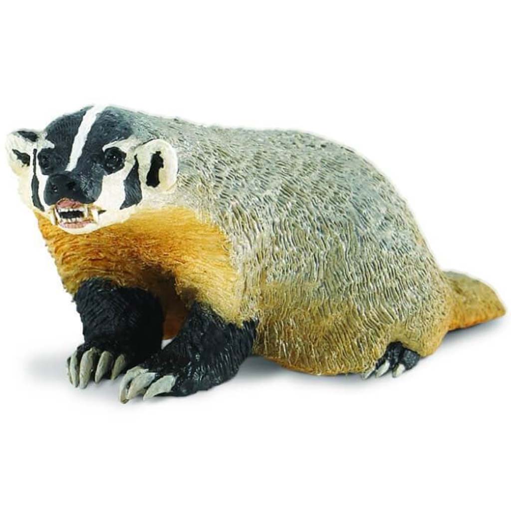 American Badger 