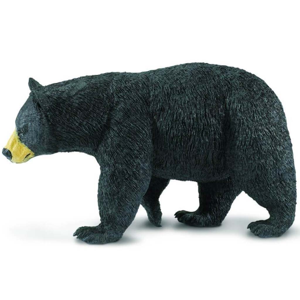 Black Bear 