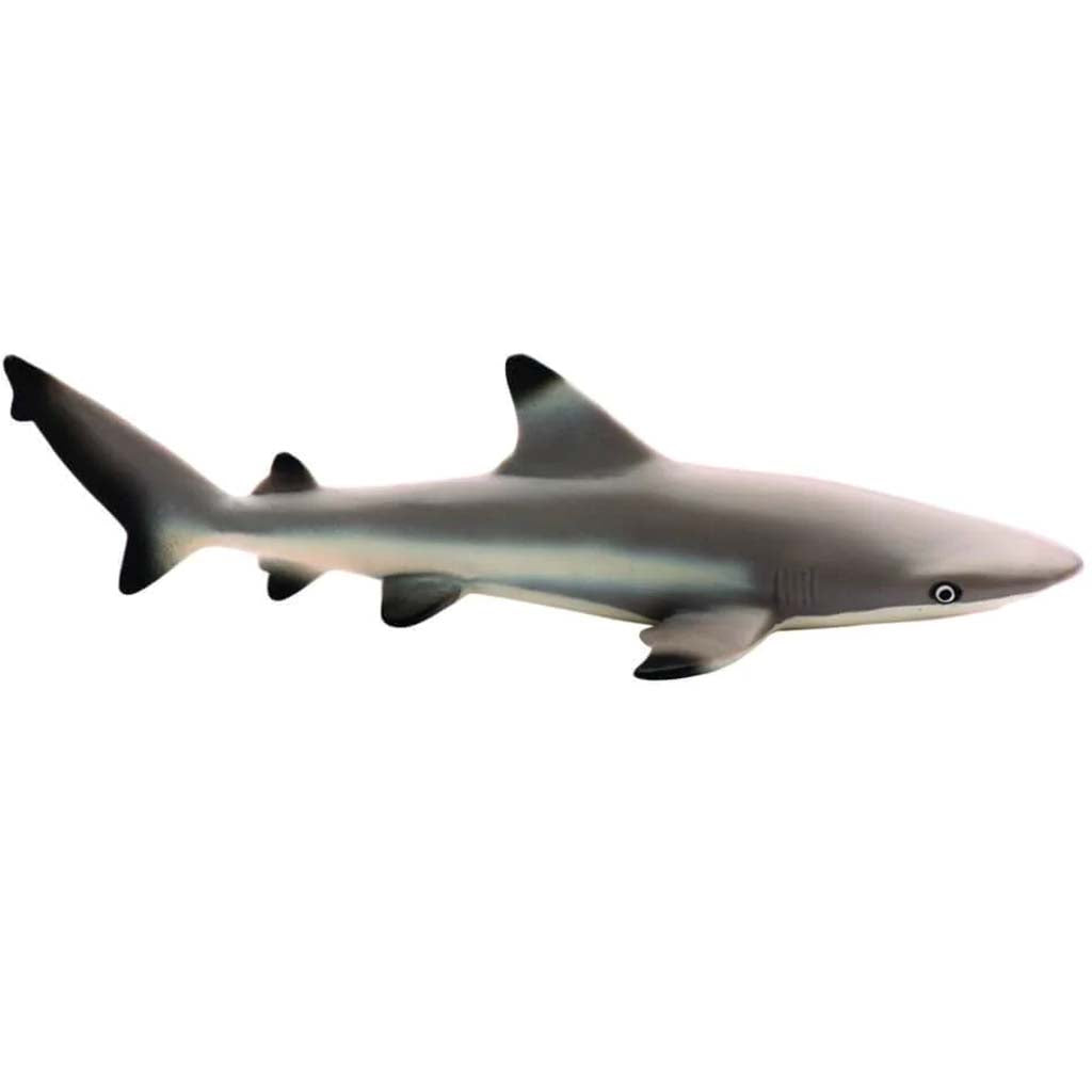 Blacktip Reef Shark 