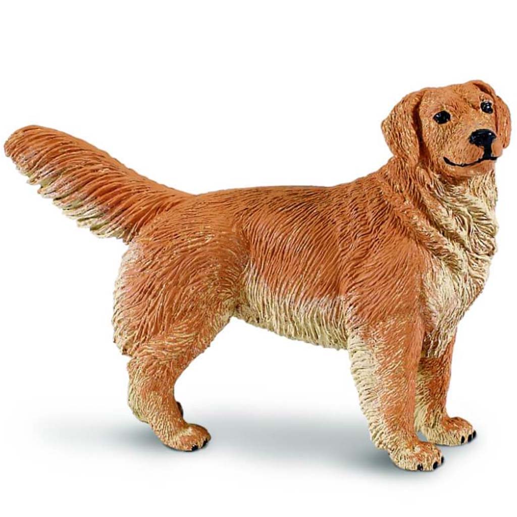 Golden Retriever 