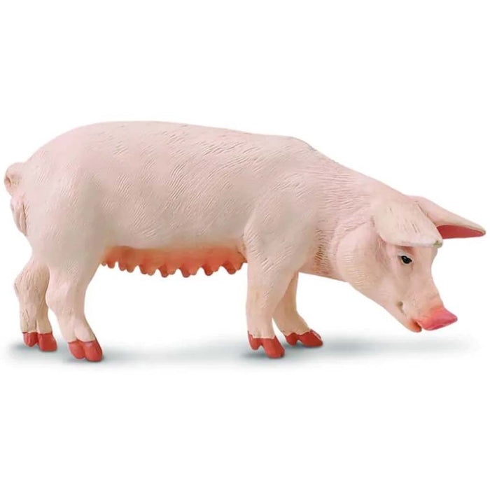 Sow 