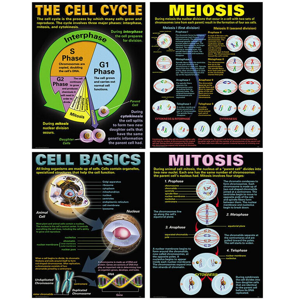 Cell Teaching Poster Set