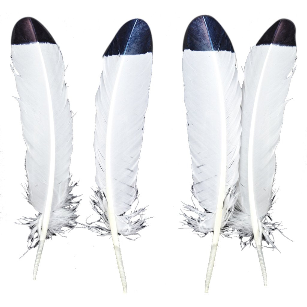 Turkey Quills Simulated Eagle Feathers White W/Black Tips 12-14in 