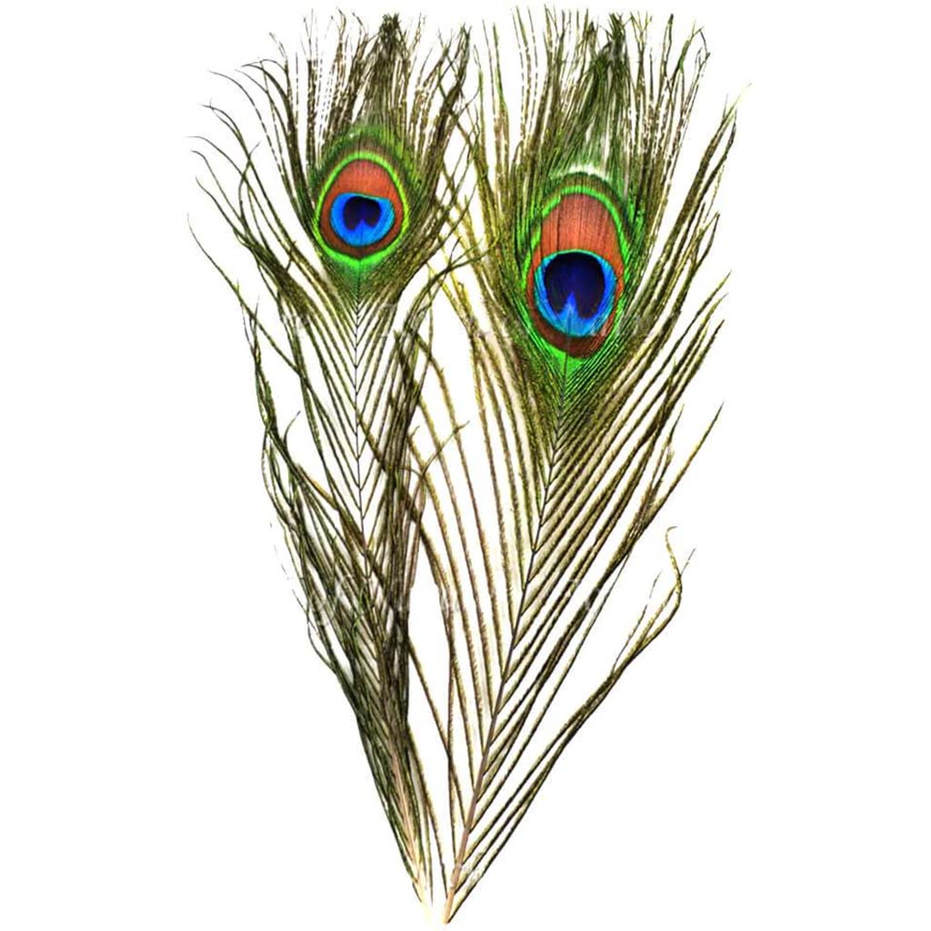 Peacock Eye Feathers Natural 2pc 10-12in