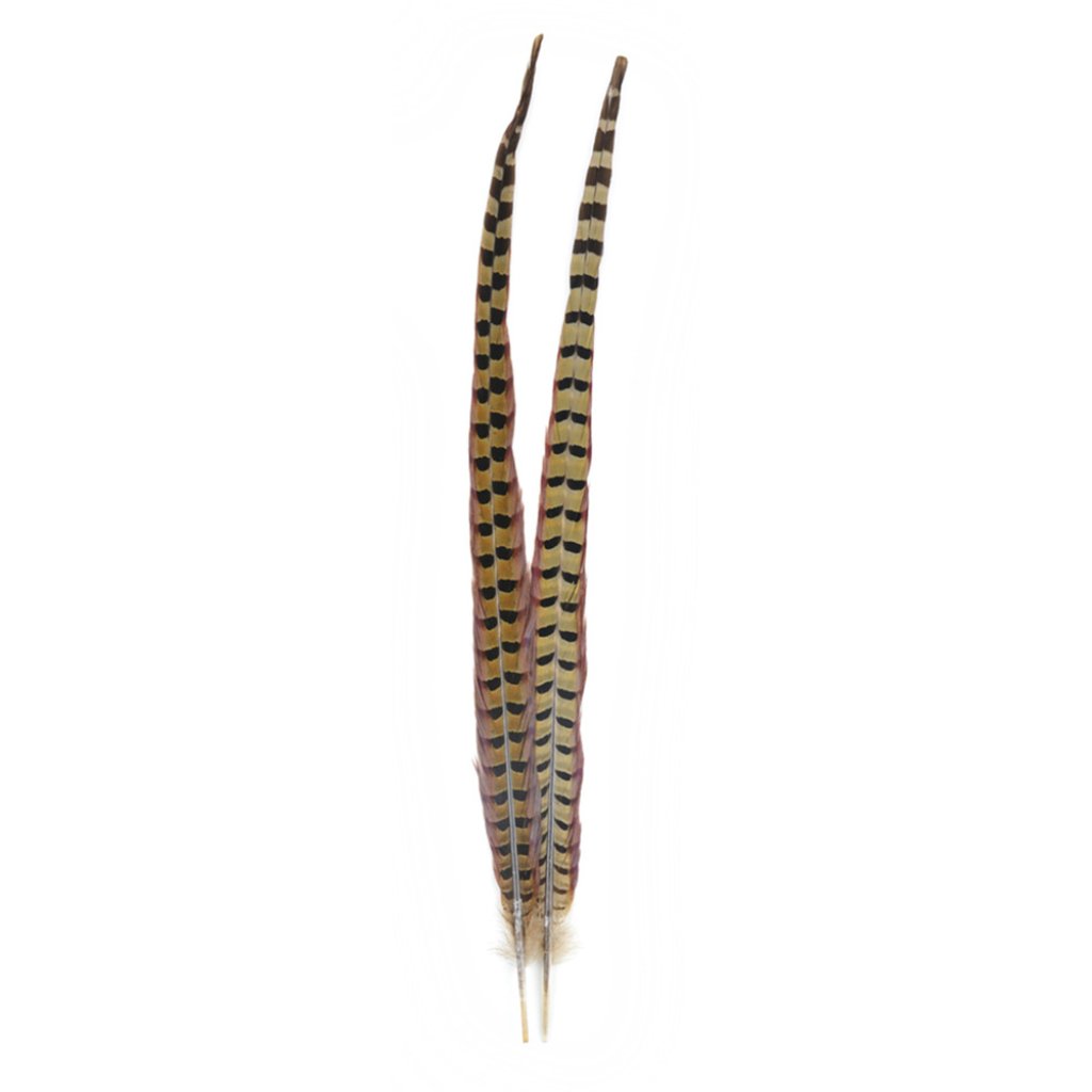 Ringneck Pheasant 20-22in 