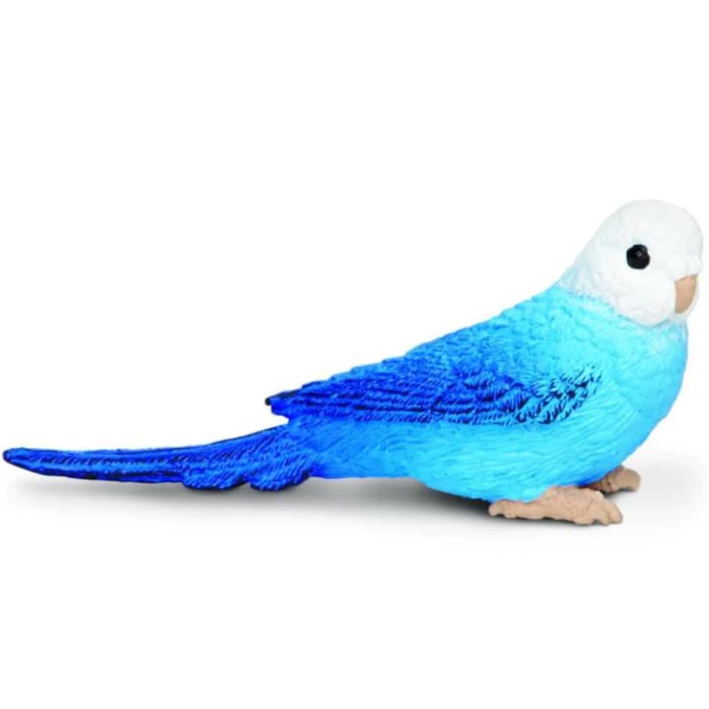 Blue Budgie 