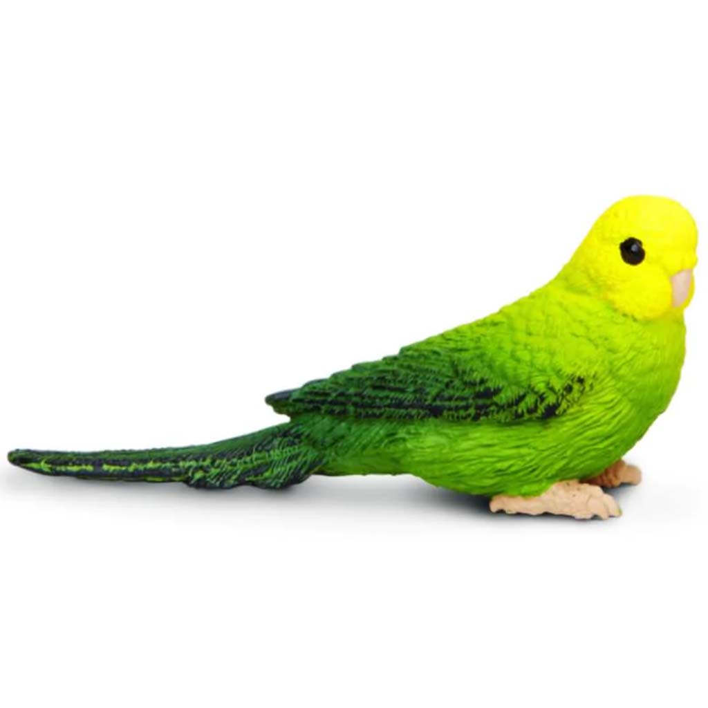 Green Budgie 