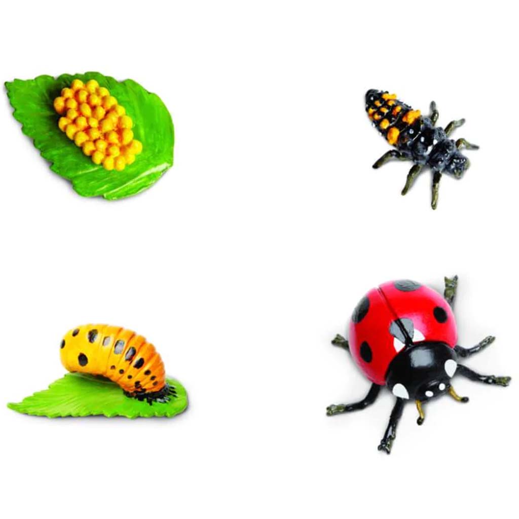 So Life Cycle Of A Ladybug 