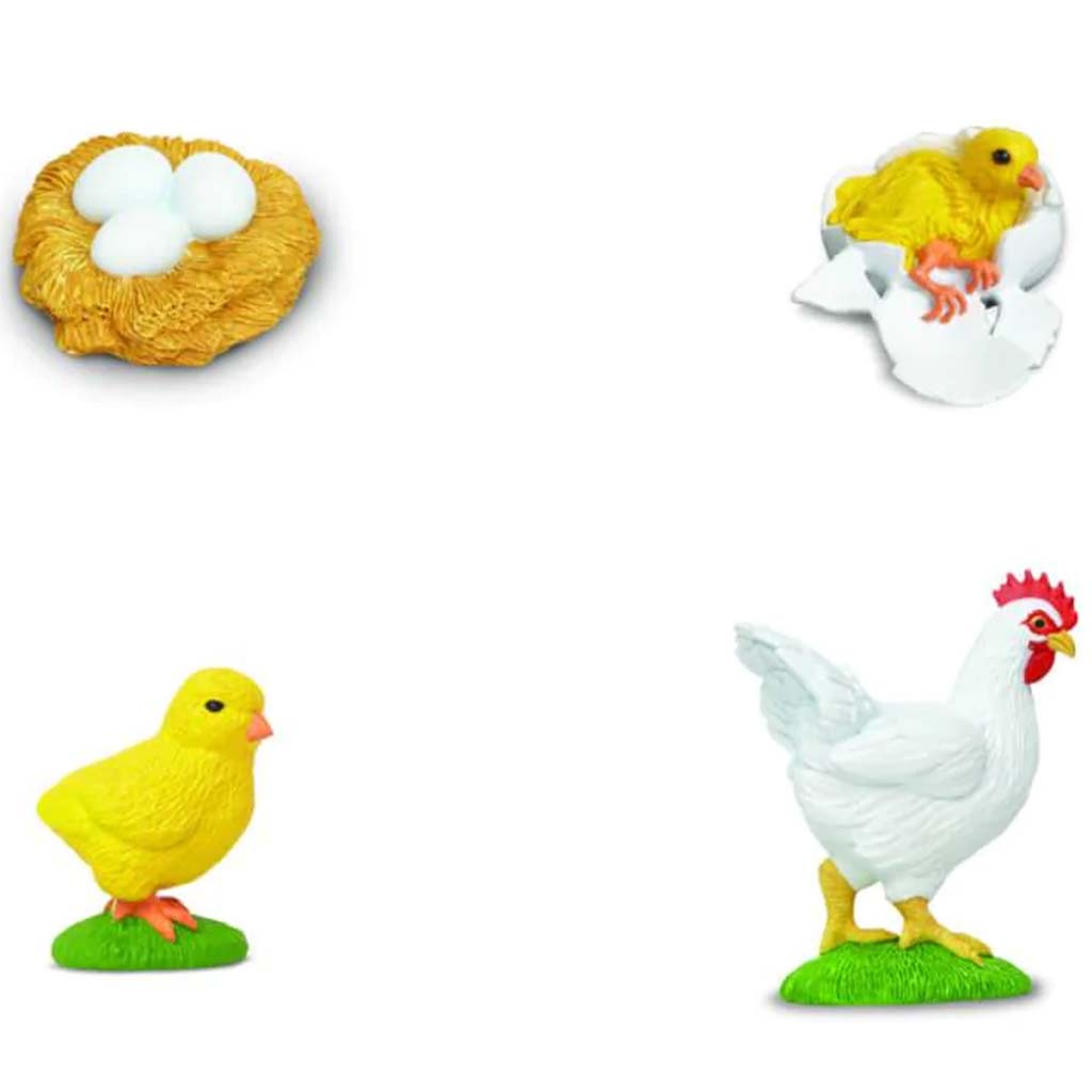 Life Cycle Of A Chicken 