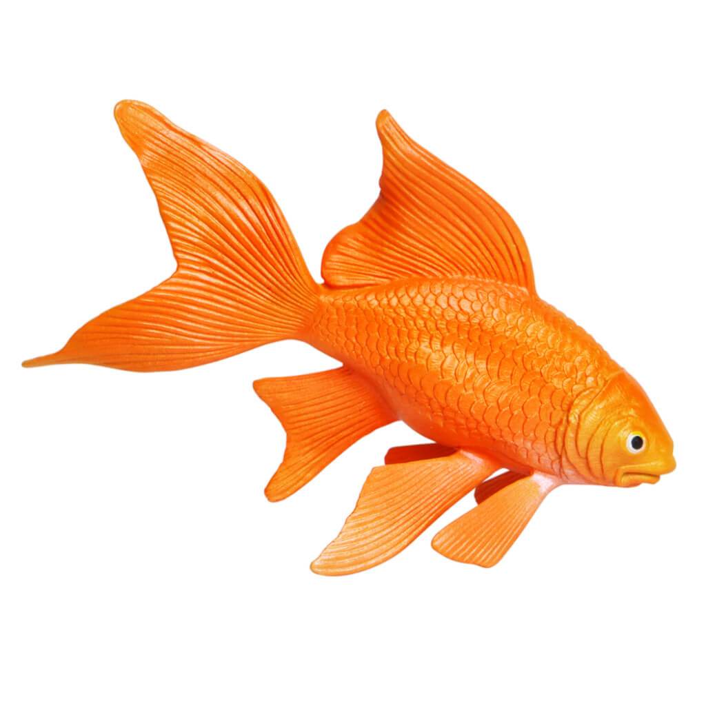 Goldfish 