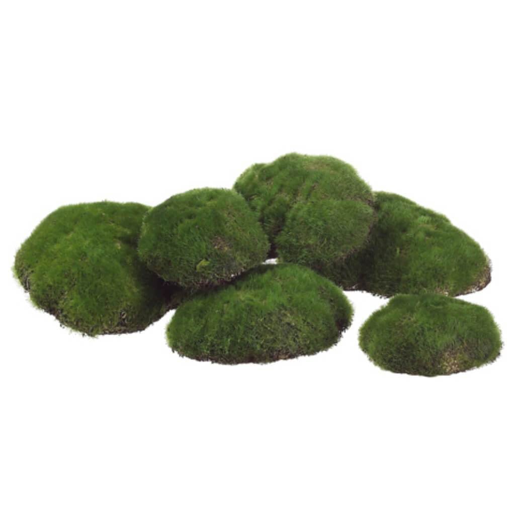 9.5W13"L Ast Moss Buns(6Ea/Bg) 