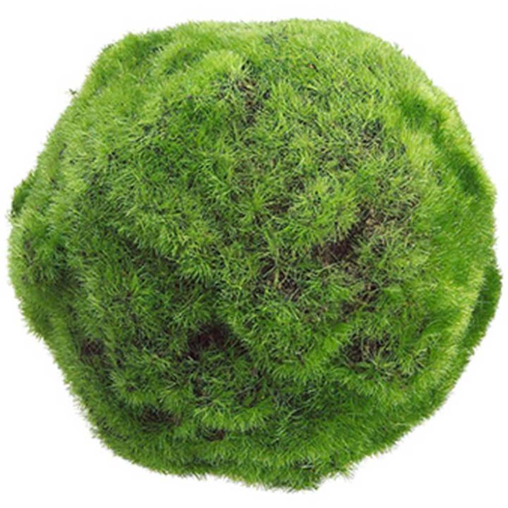 5"Moss Ball Gr 