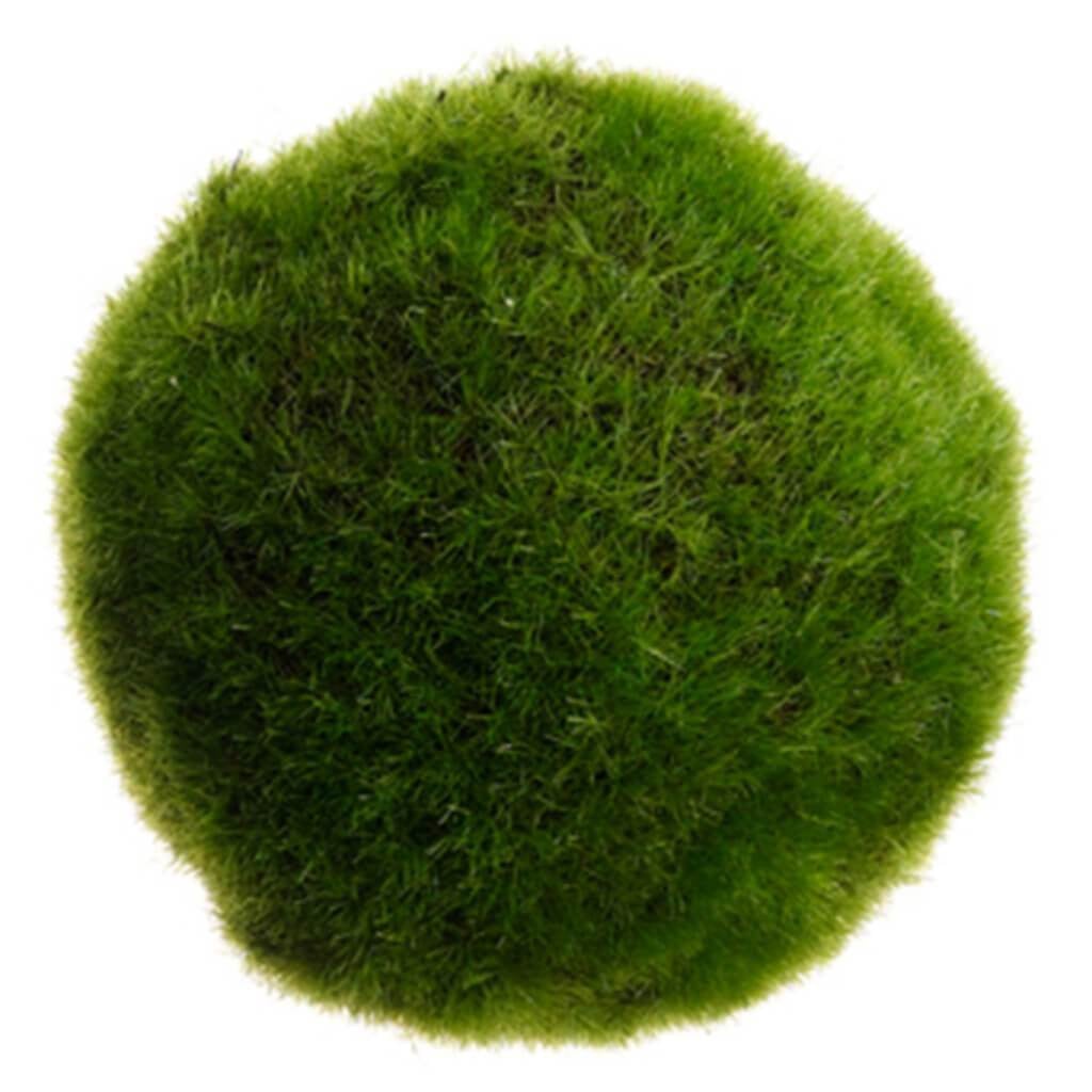 4&quot;Moss Ball Gr 