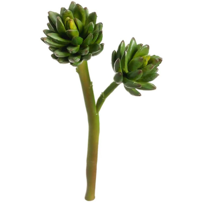 9.5"Agave Stem X2 Gr 