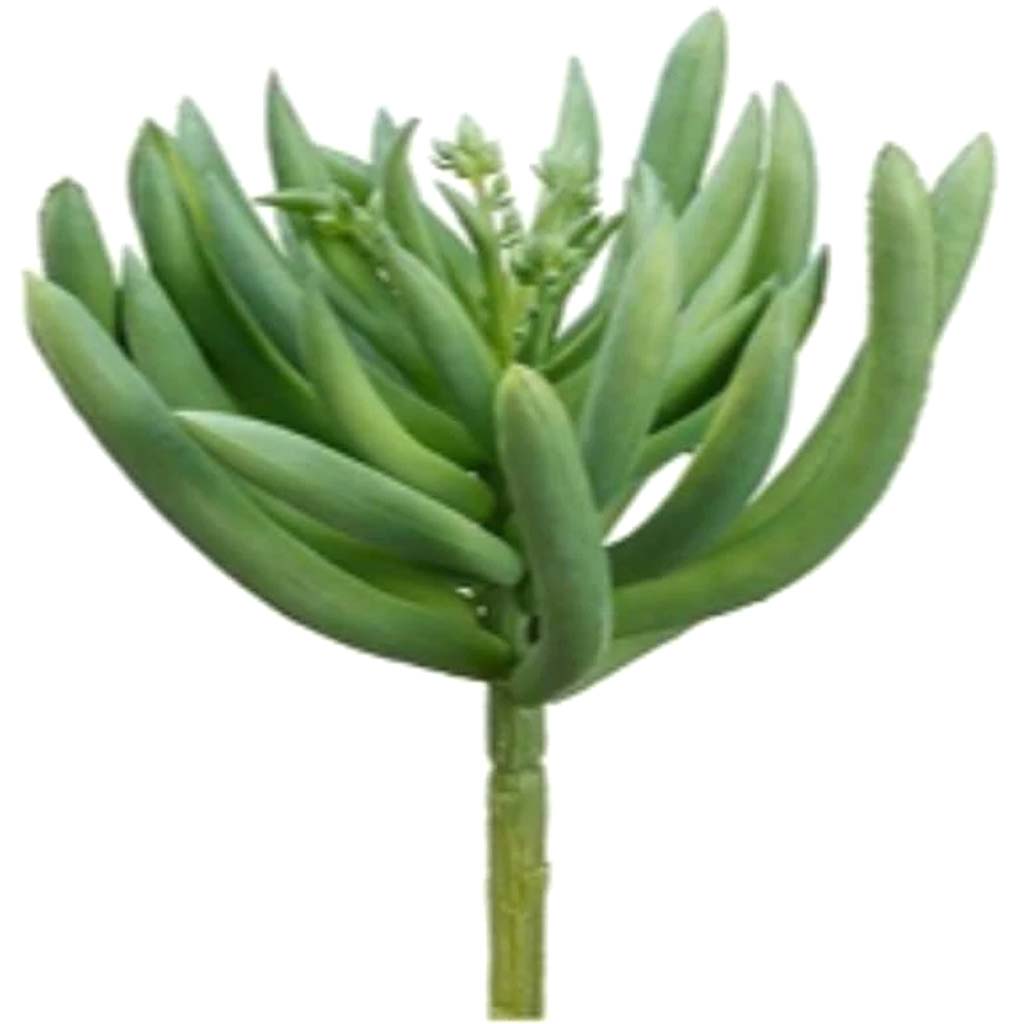 6"Spike Aeonium Gr/Fs 