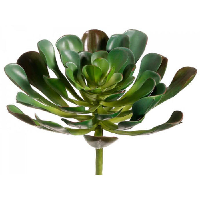 8.5"Aeonium Plant Gr 
