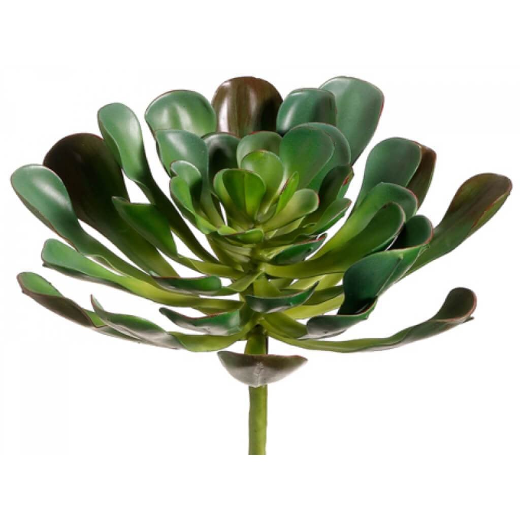 8.5"Aeonium Plant Gr 