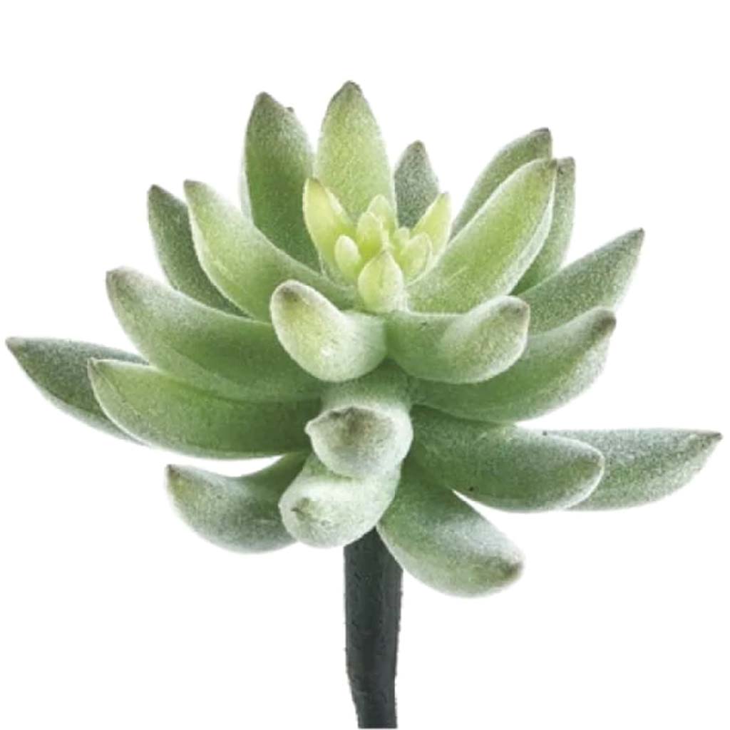 4"X4"Agave Pick Gr/Fk 
