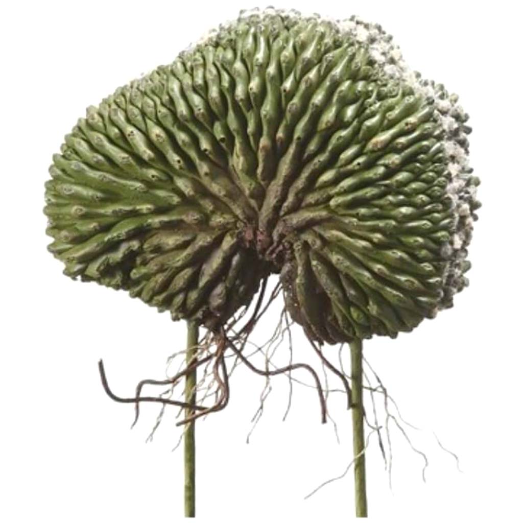 9"Brain Cactus Gr 
