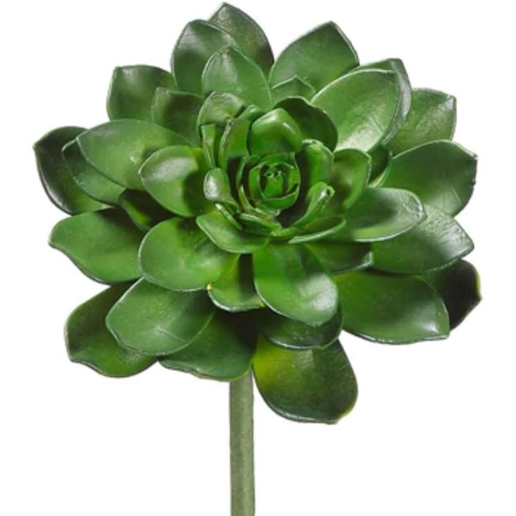 8"Echeveria Pick Gr 