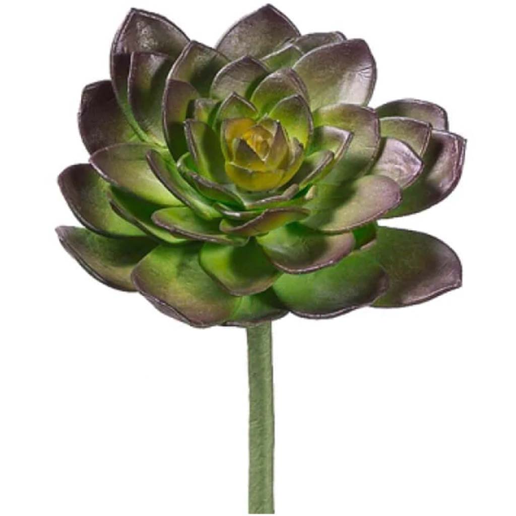 8"Echeveria Pick Pl/Gr 