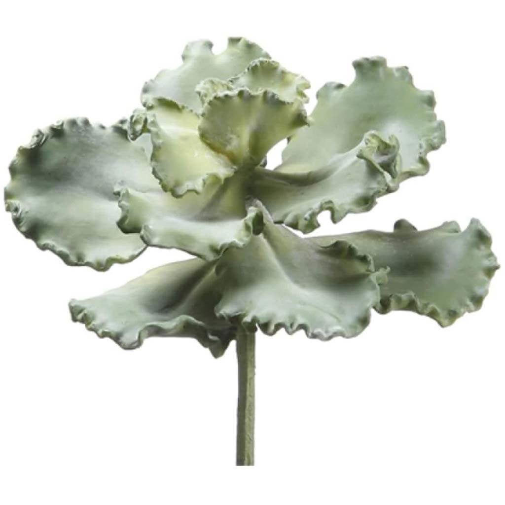 11"Curly Echeveria Gr 