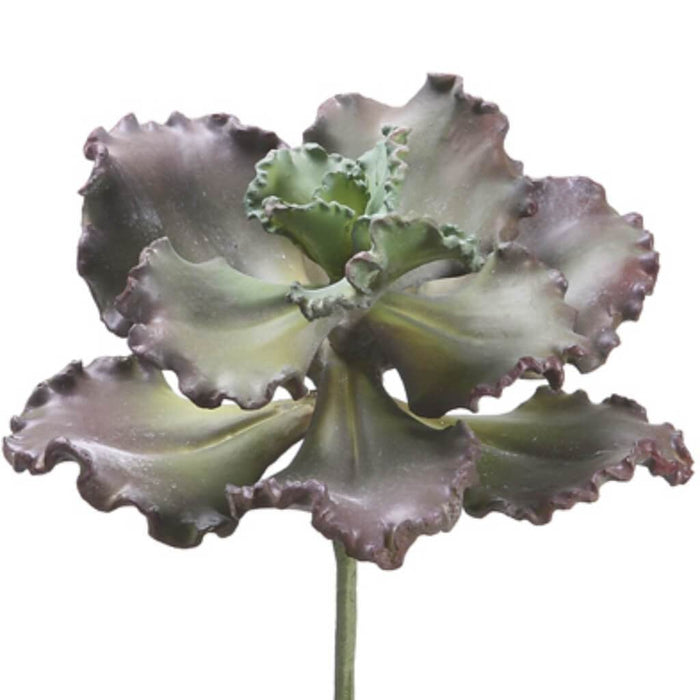 11"Curly Echeveria Pu/Gr 