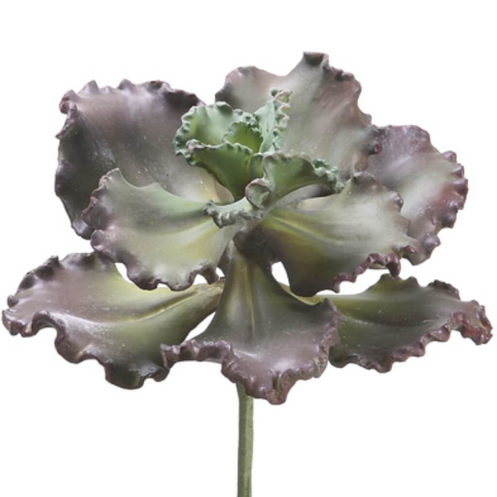 11"Curly Echeveria Pu/Gr 